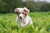 BERGER AUSTRALIEN PUPPIES 786